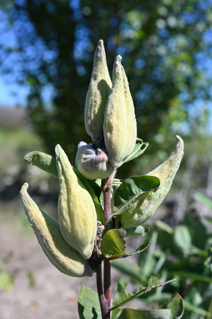 Common Milkweed (Asclepias syriaca) with Flower Buds in Early Fall