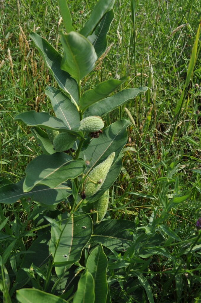 Asclepias_syriaca_photo_3