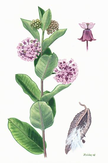 Asclepias_syriaca_sketch_1