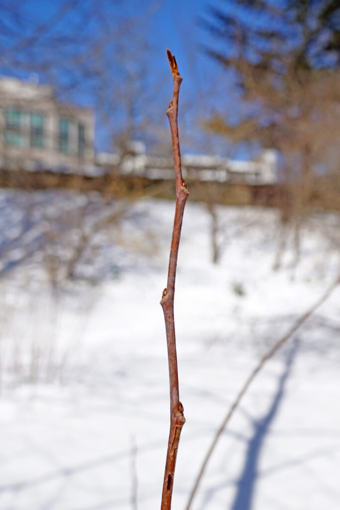 Asimina_triloba_photo_2