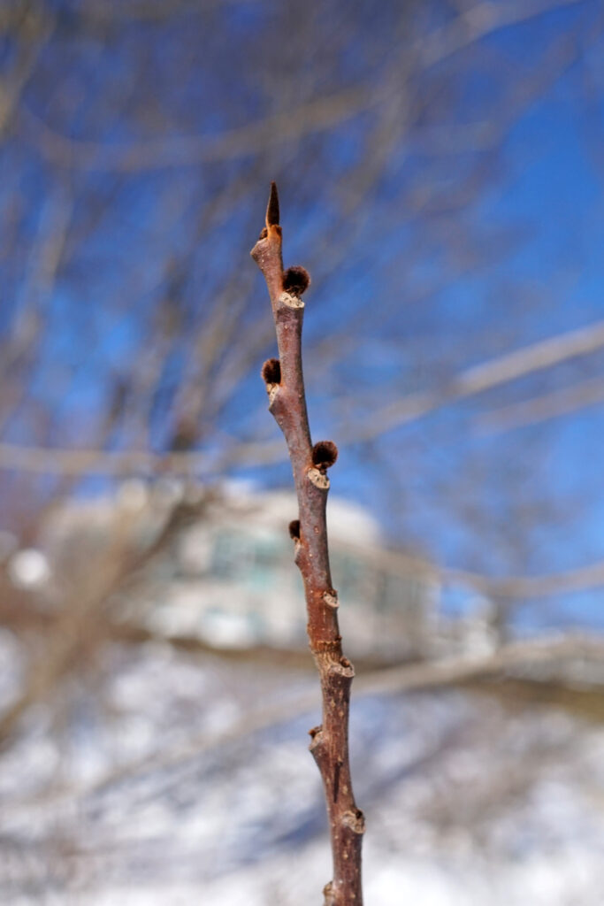 Asimina_triloba_photo_3