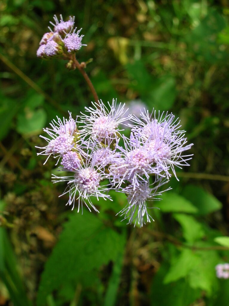 Conoclinium_coelestinum_photo_1