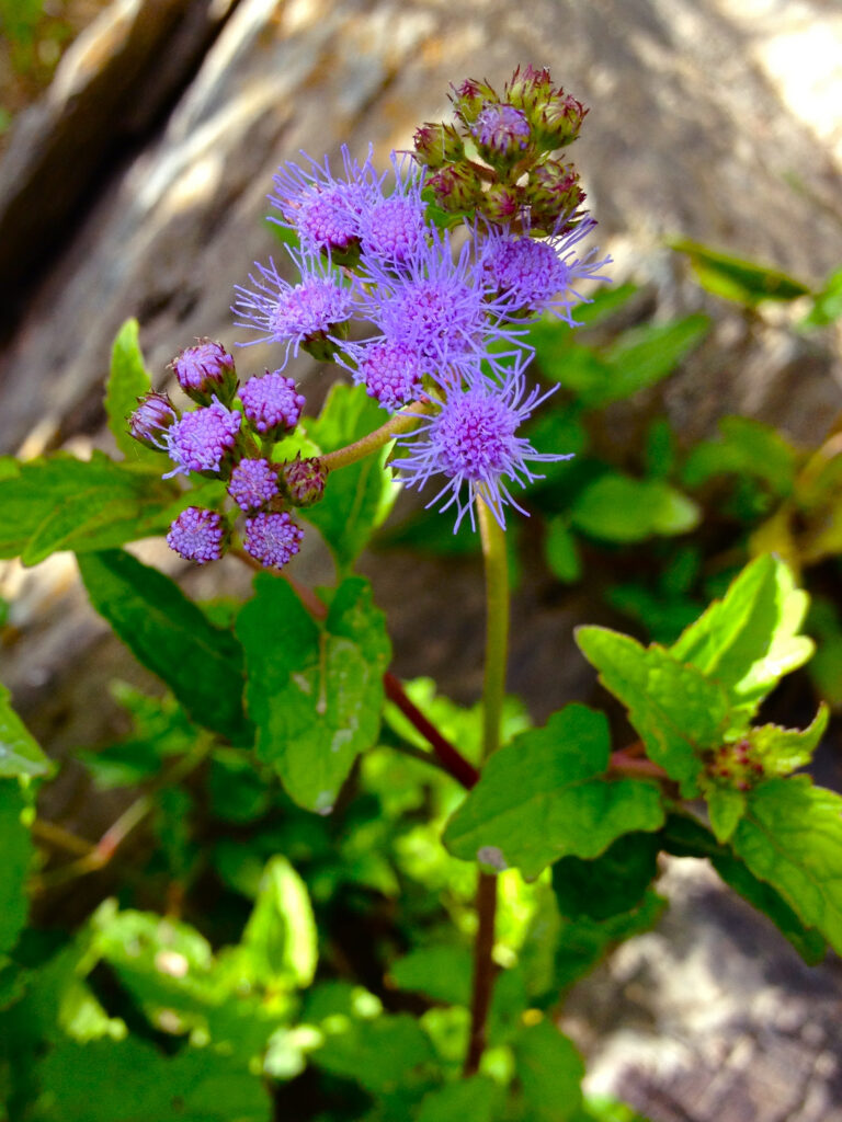 Conoclinium_coelestinum_photo_2