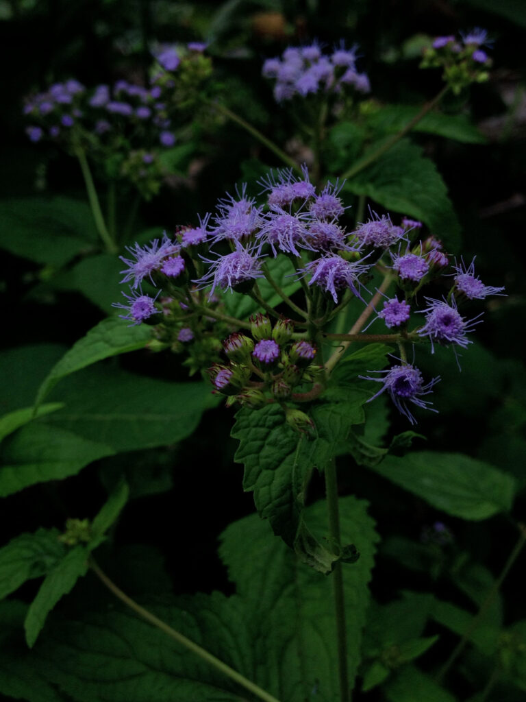 Conoclinium_coelestinum_photo_3