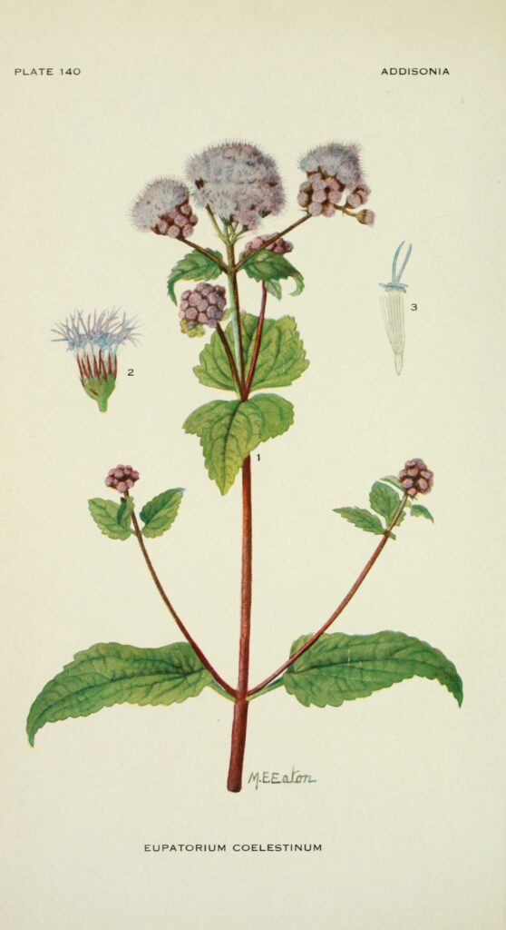 Conoclinium_coelestinum_sketch_2