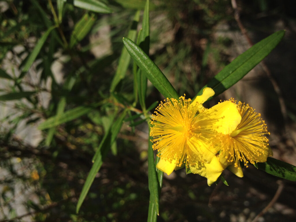 Hypericum_prolificum_photo_1