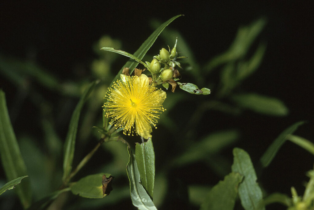 Hypericum_prolificum_photo_2