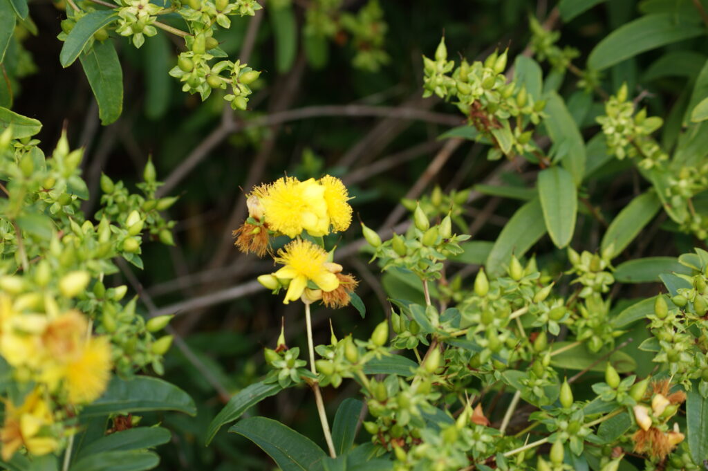 Hypericum_prolificum_photo_3
