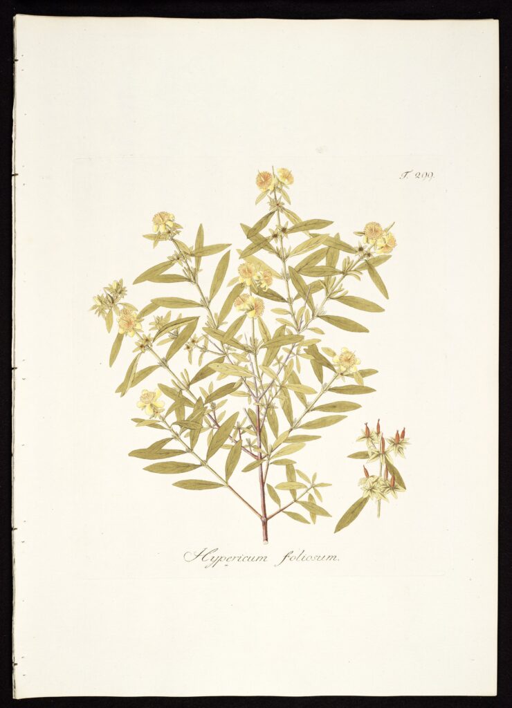 Hypericum_prolificum_sketch_1