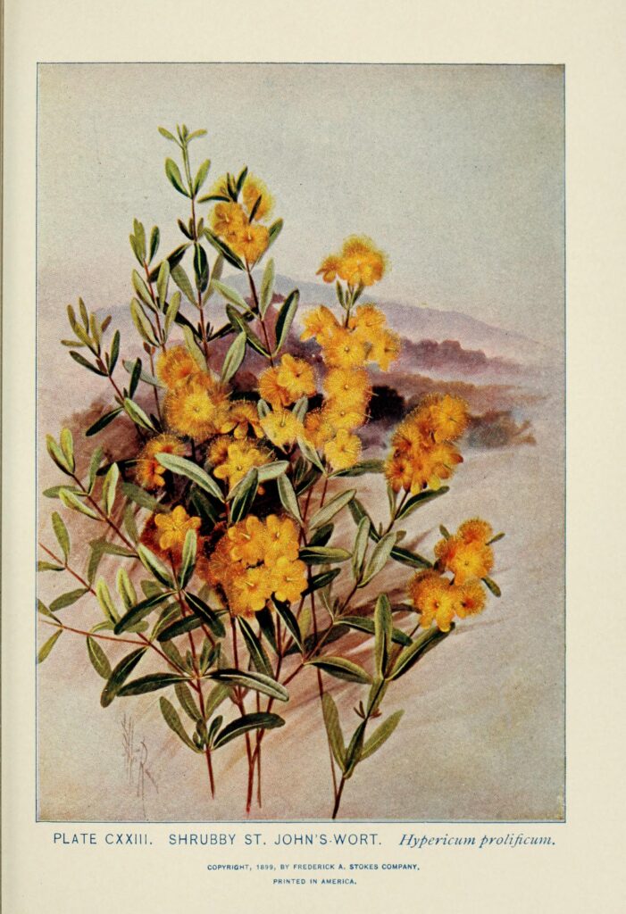 Hypericum_prolificum_sketch_2