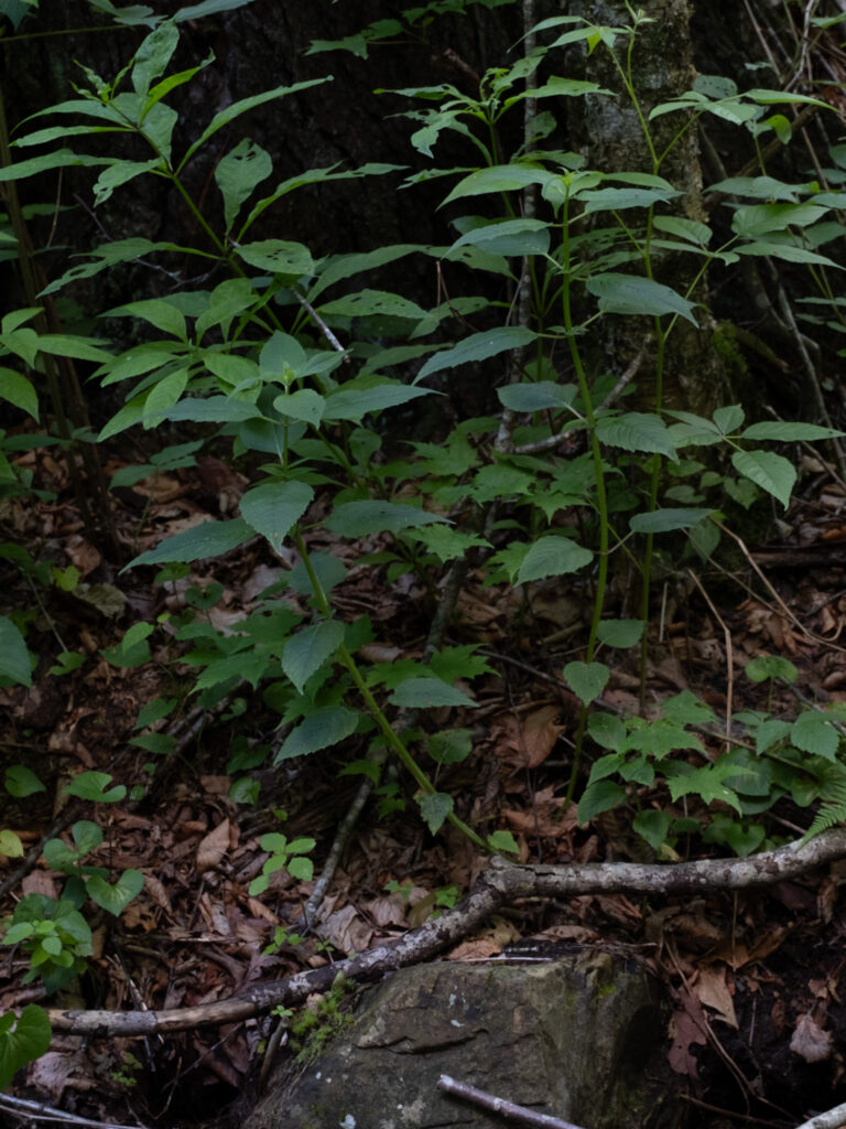 Monarda_didyma_photo_1