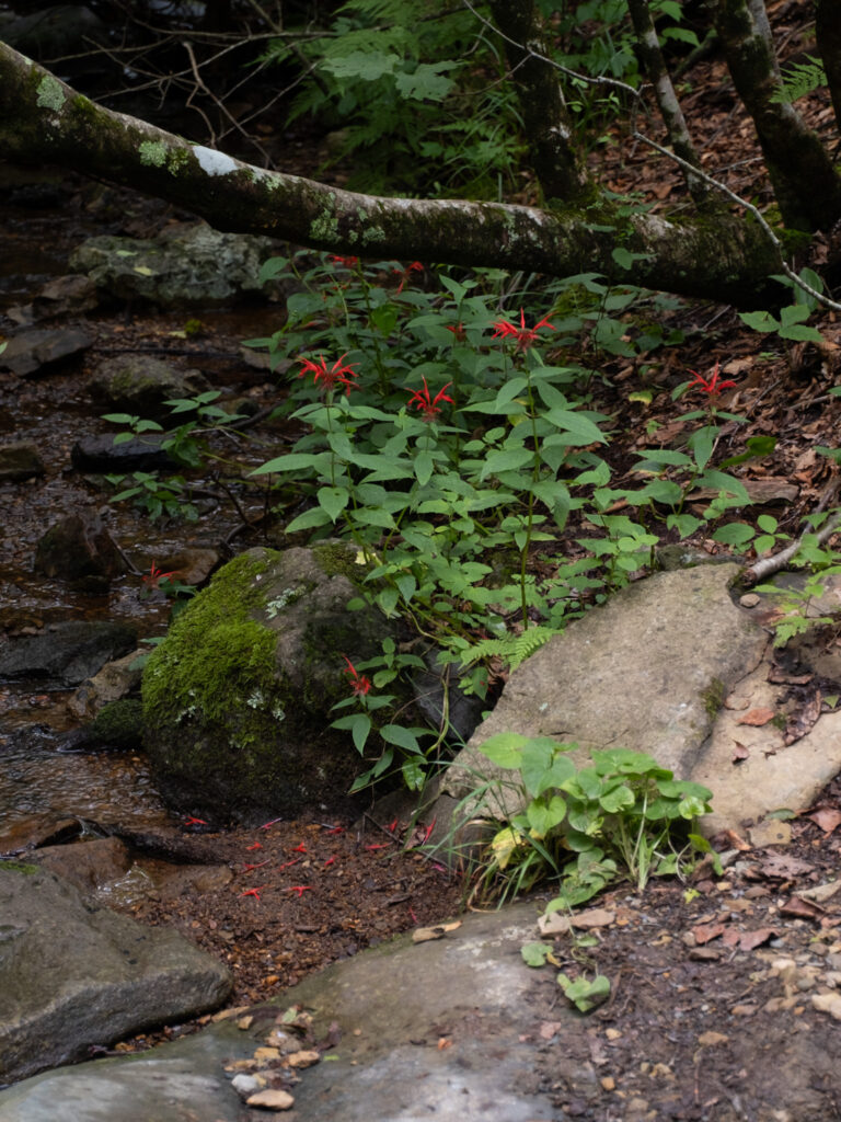 Monarda_didyma_photo_2
