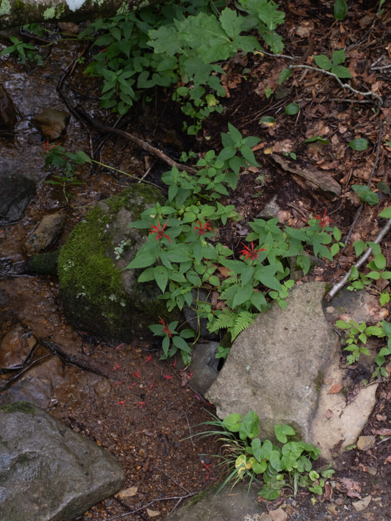 Monarda_didyma_photo_3