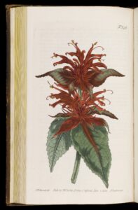Scarlet Beebalm