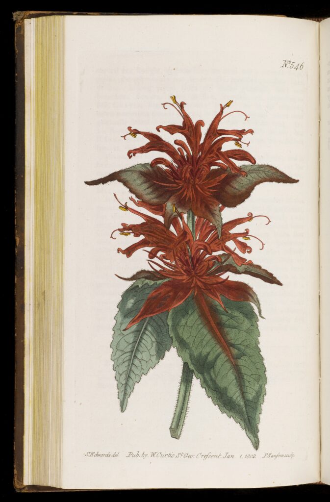 L0049854 Monarda didyma