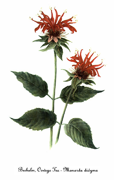 Monarda_didyma_sketch_2