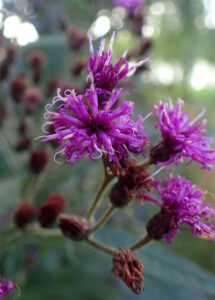 New York Ironweed