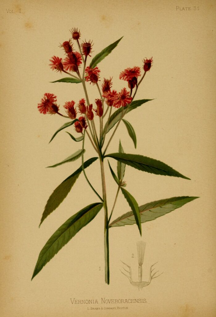 Vernonia_noveboracensis_sketch_1