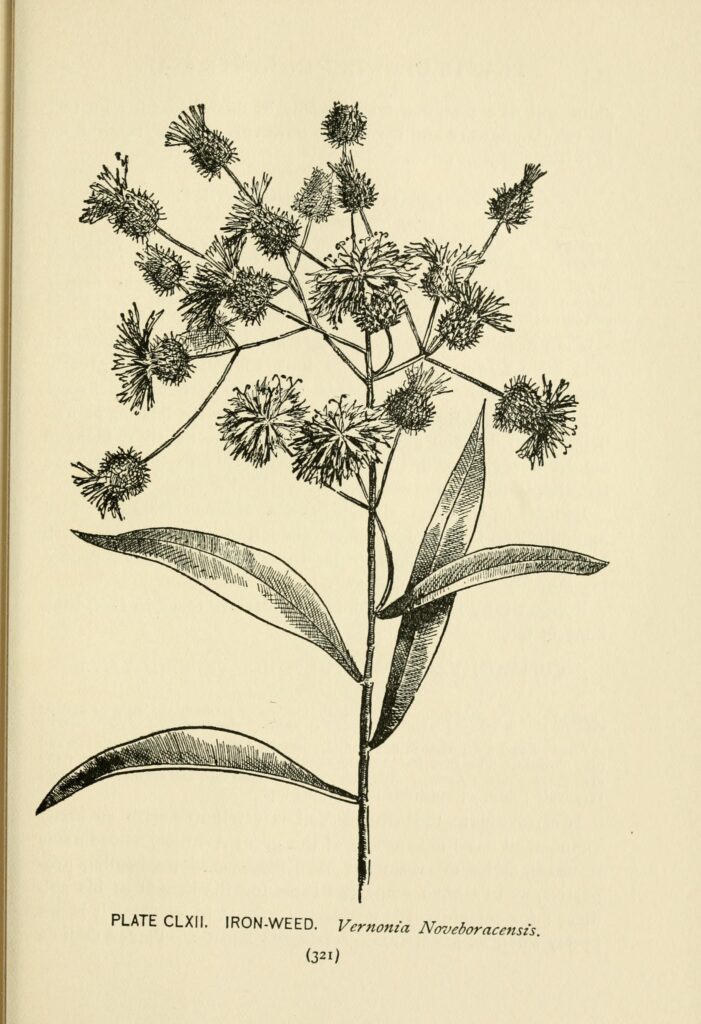Vernonia_noveboracensis_sketch_2